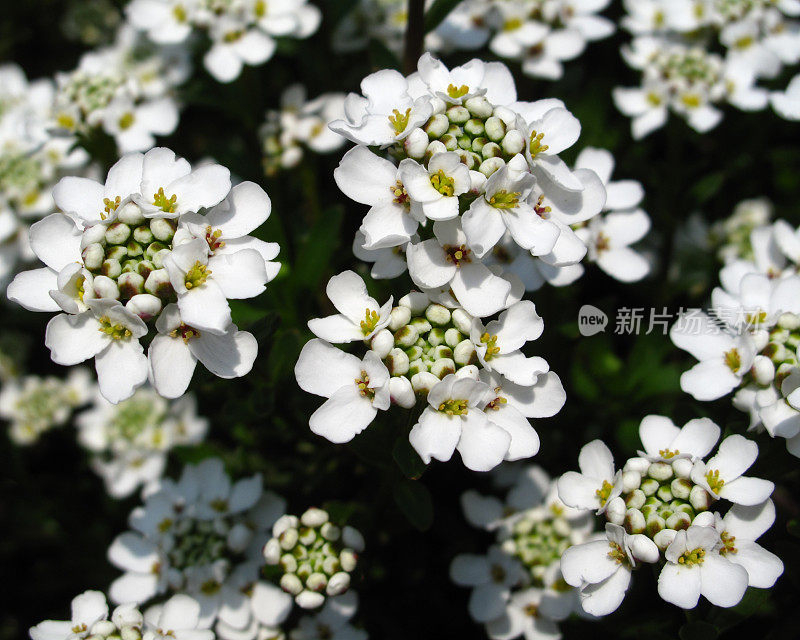 白烛葵“Iberis Sempervirens”